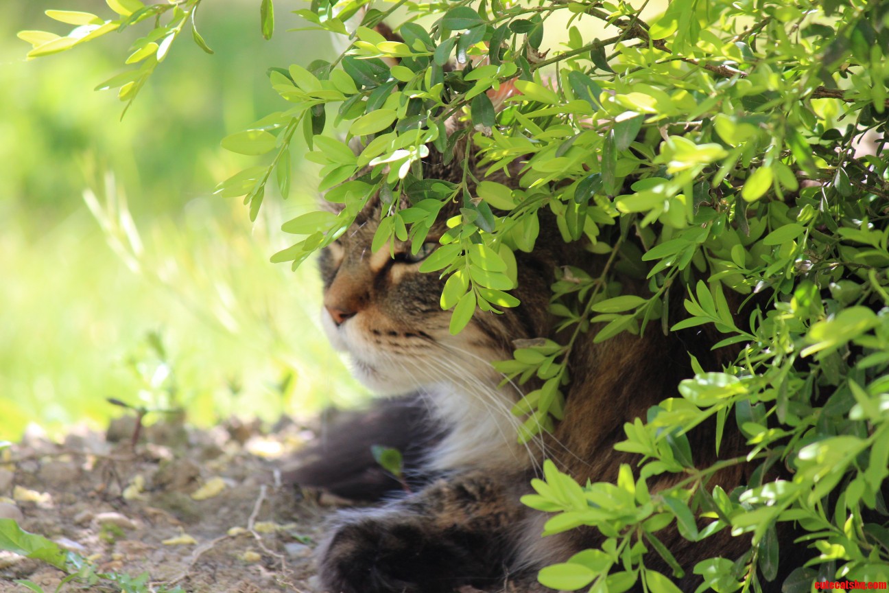 He Likes to Hide.