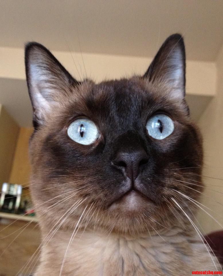 He S Sitting on Me Staring at a Bird Outside.