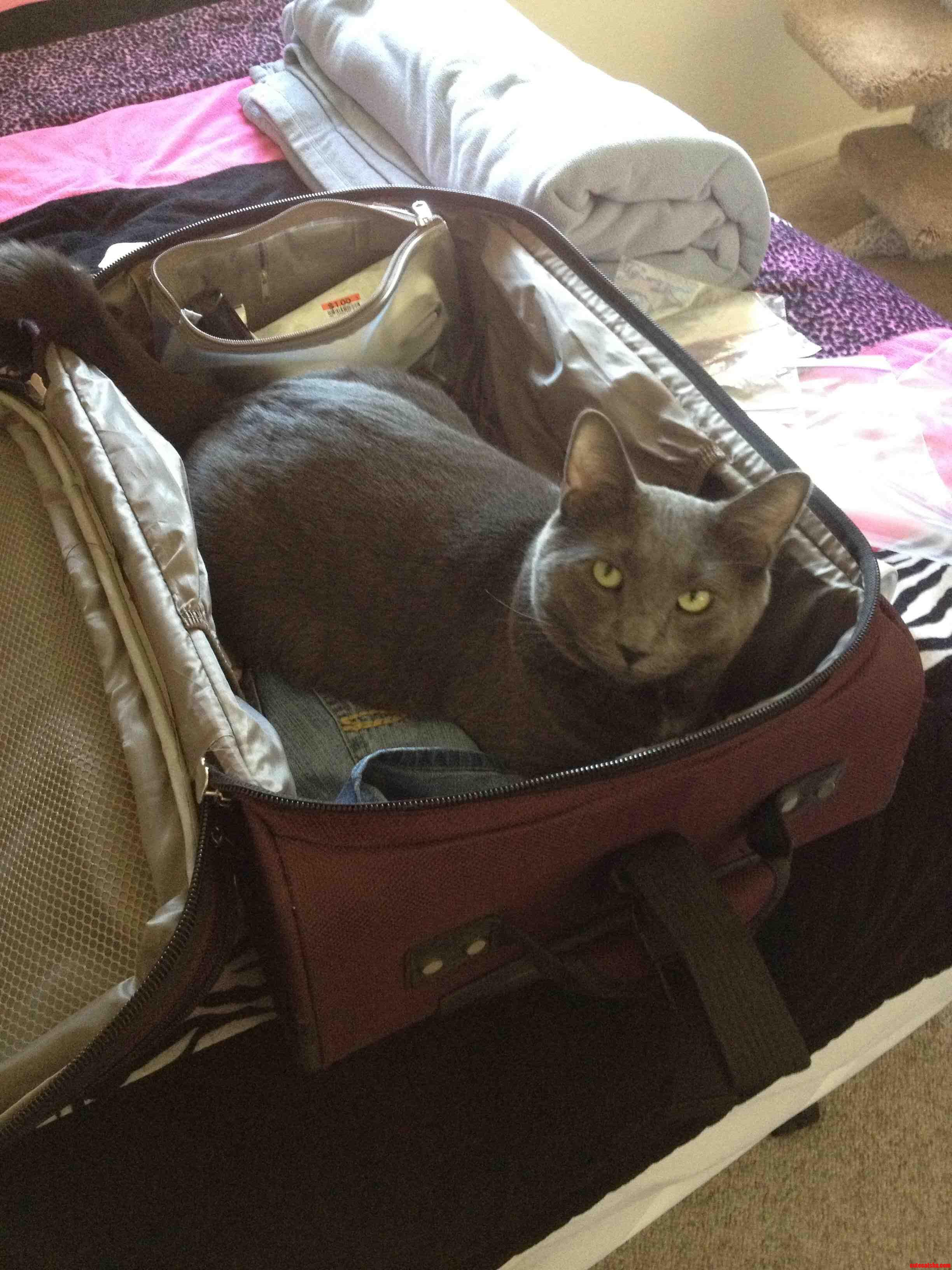 He Wanted to Come with Me to Mexico