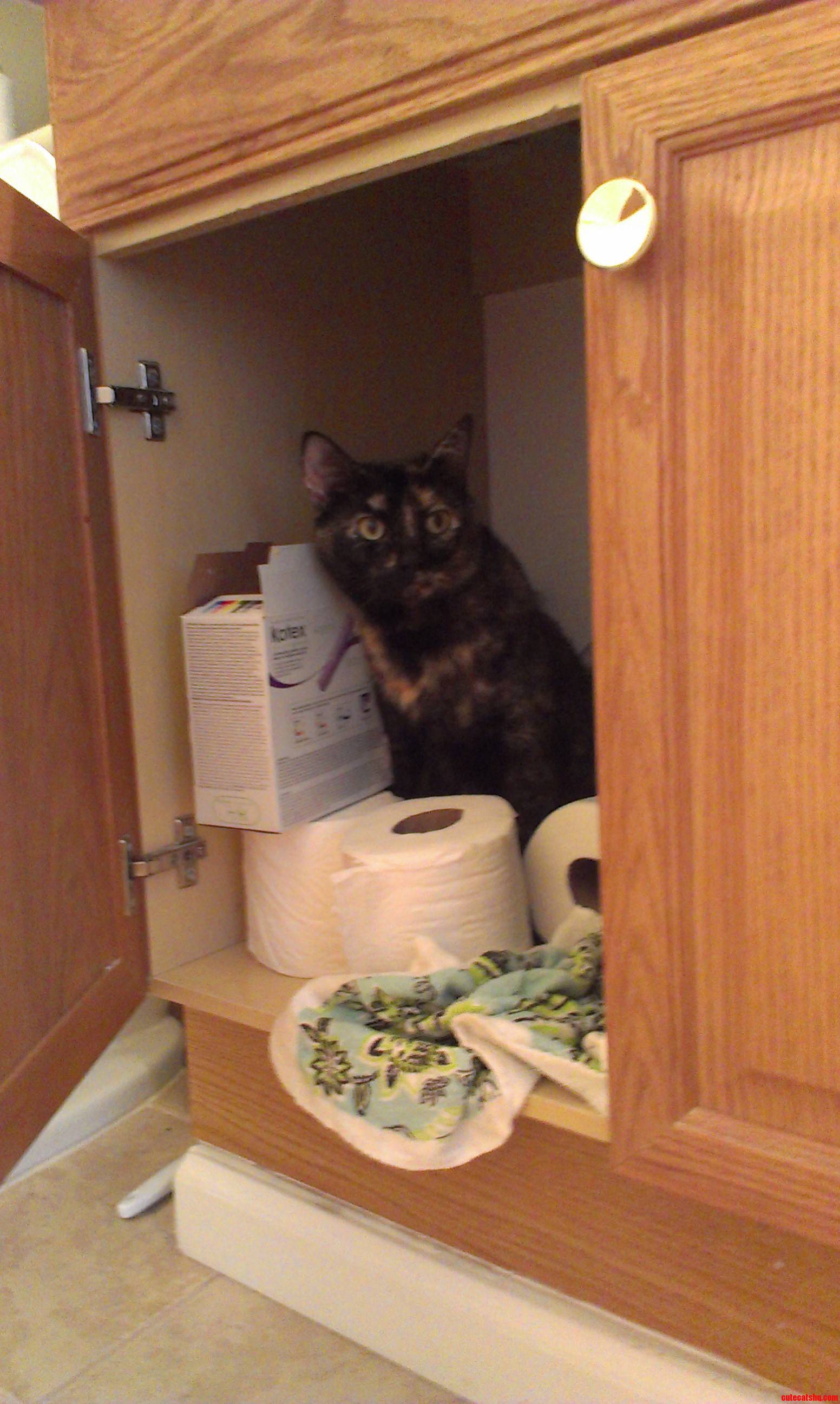 Heard Some Clunking Around in the Bathroom  Opened the Cupboard to Find My Cat Building a Fort.