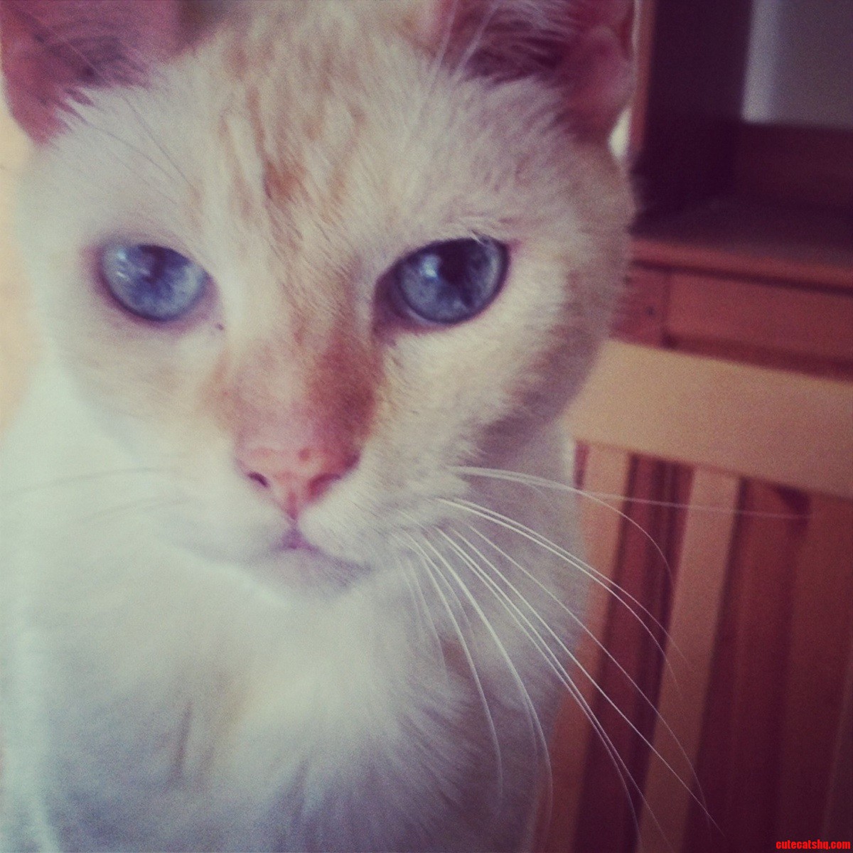 Hello Blue Eyes