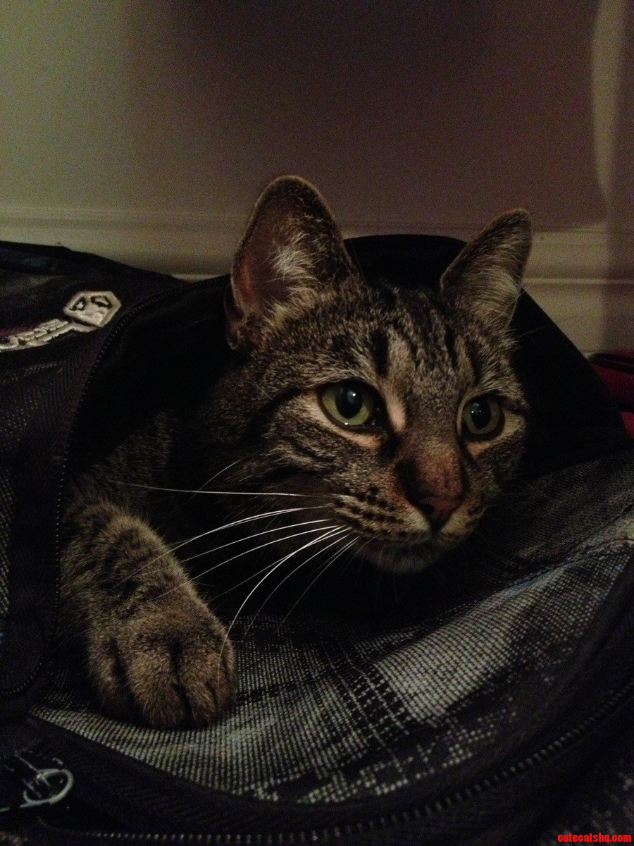 Her Absoloute Favourite Thing to Curl Up in Is My Bookbag P