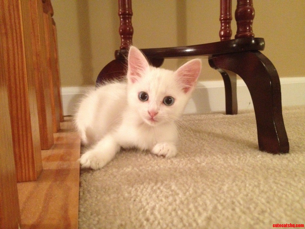 Her Name Is Kibbles. She Was Found in the Mouth of a German Shepard 2 Weeks Ago.
