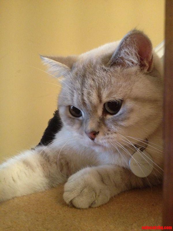 Heres Another of Harry the Kitten Looking Handsome