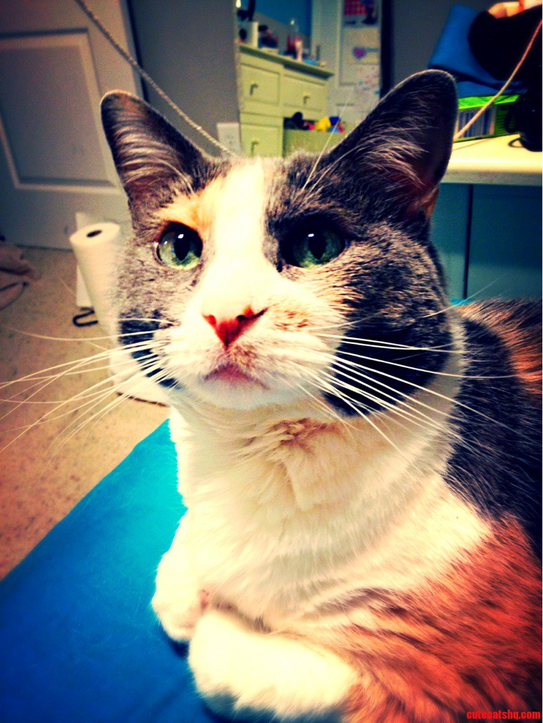 Heres Dutchess Waiting for Treat Time Before I Head Off in the Morning.