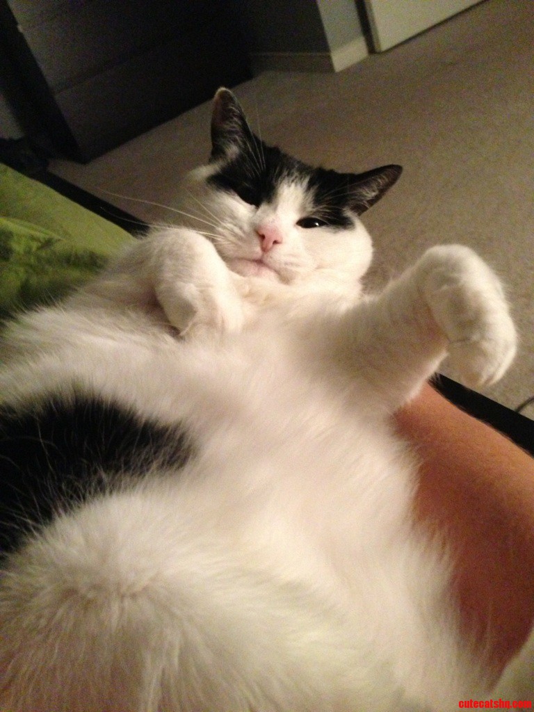 Heres Gidget  Our Happy but Fat Girl