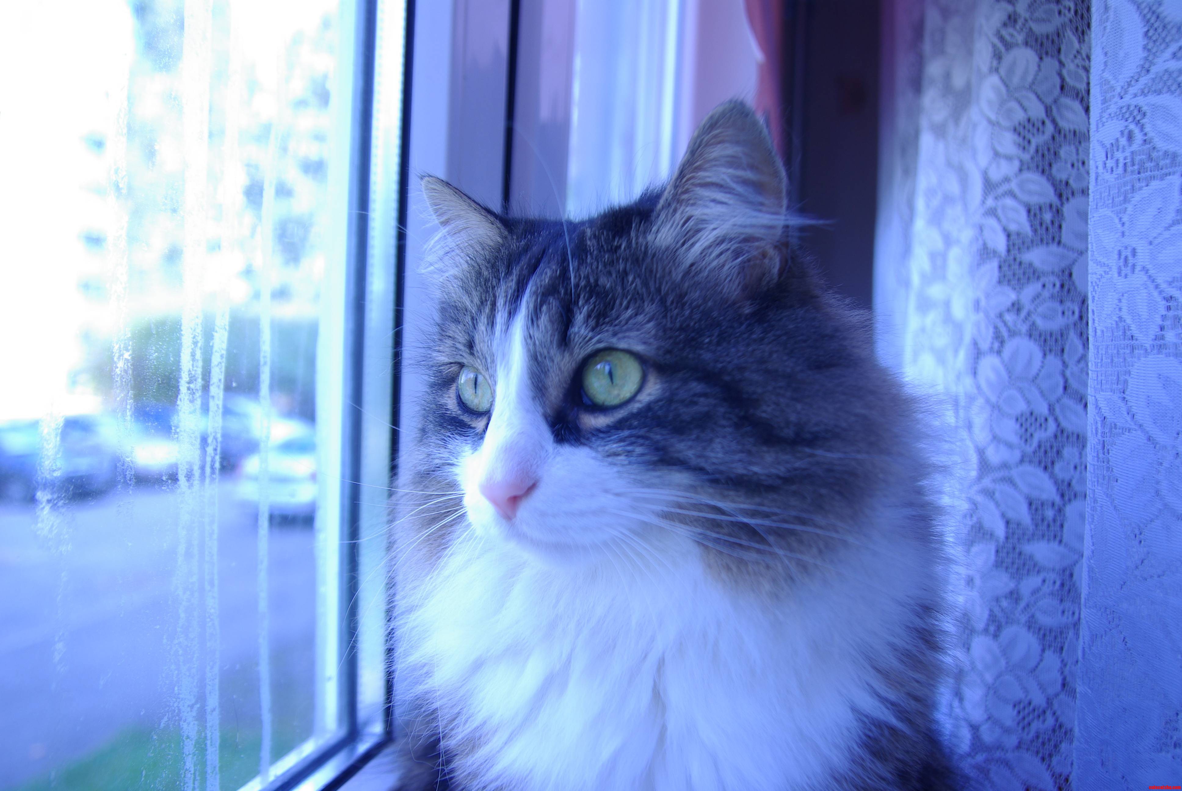 Heres My Cat She Likes Looking Out of the Bedroom Window.