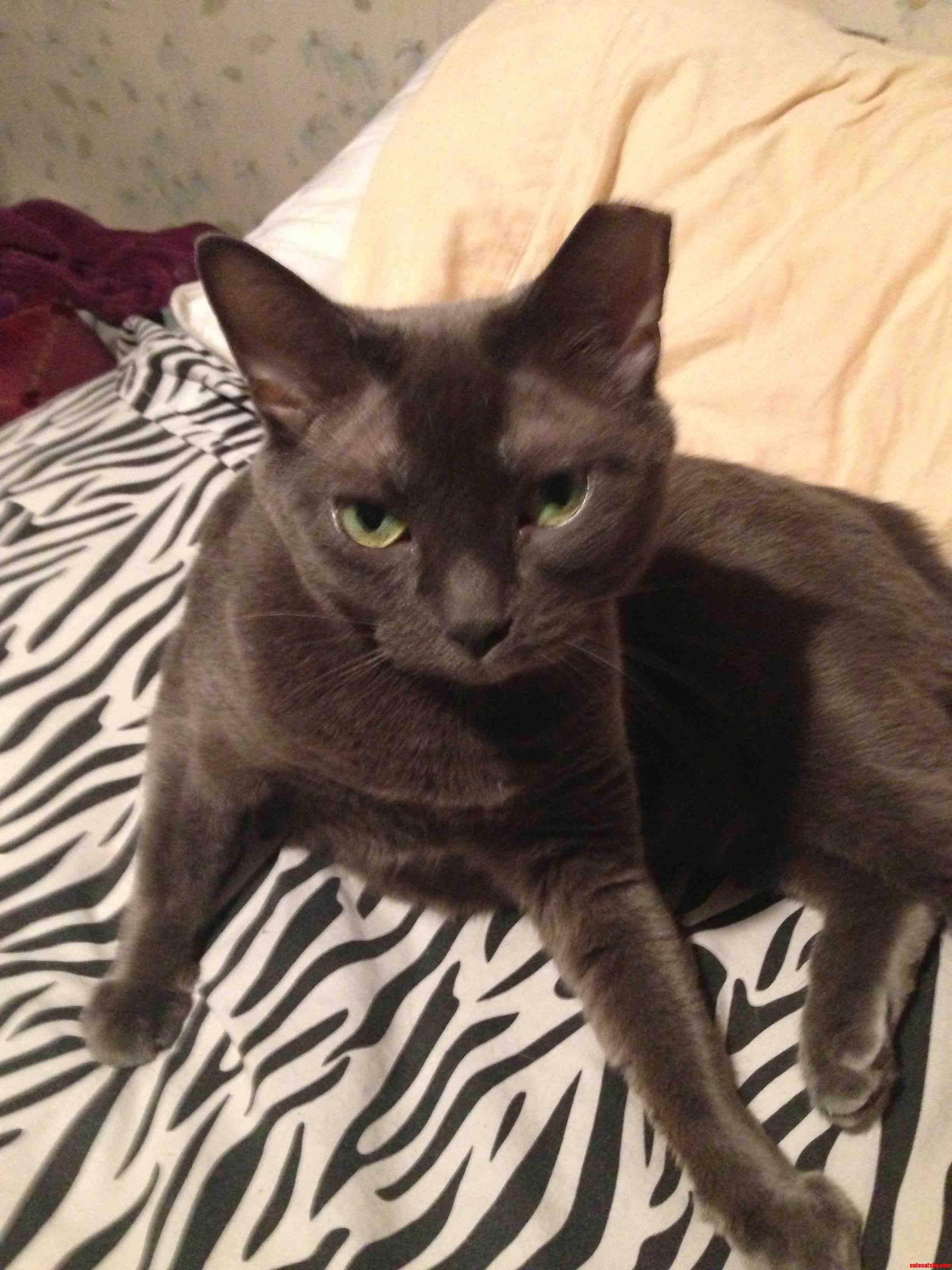 Heres My Grey Willow.