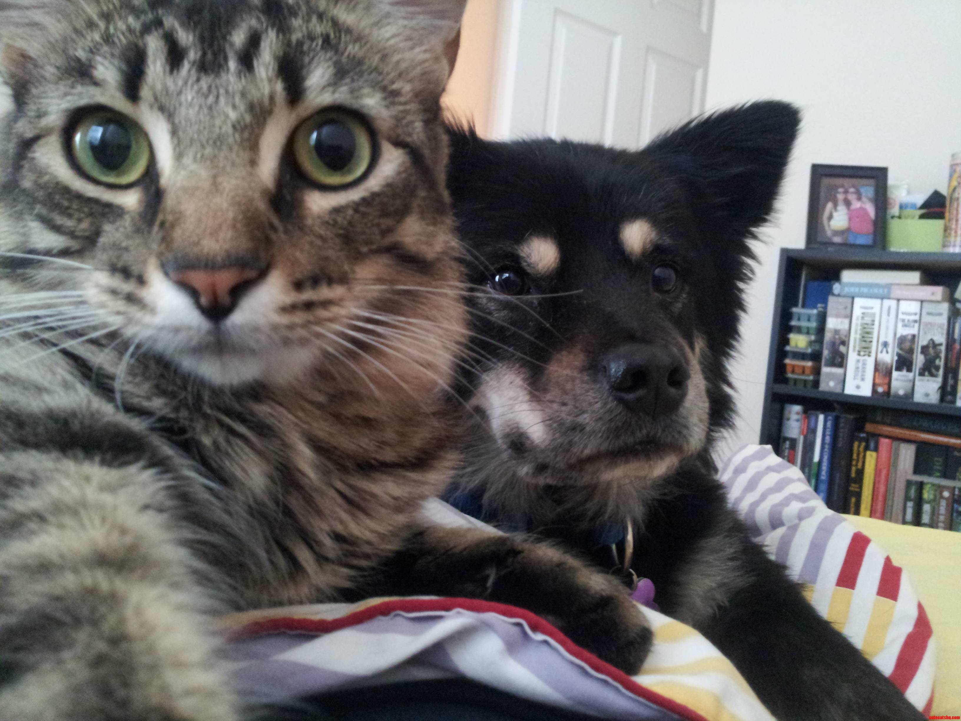 Hi Everyone  This Is Mittens  Taking a Pic with His Puppy-brother