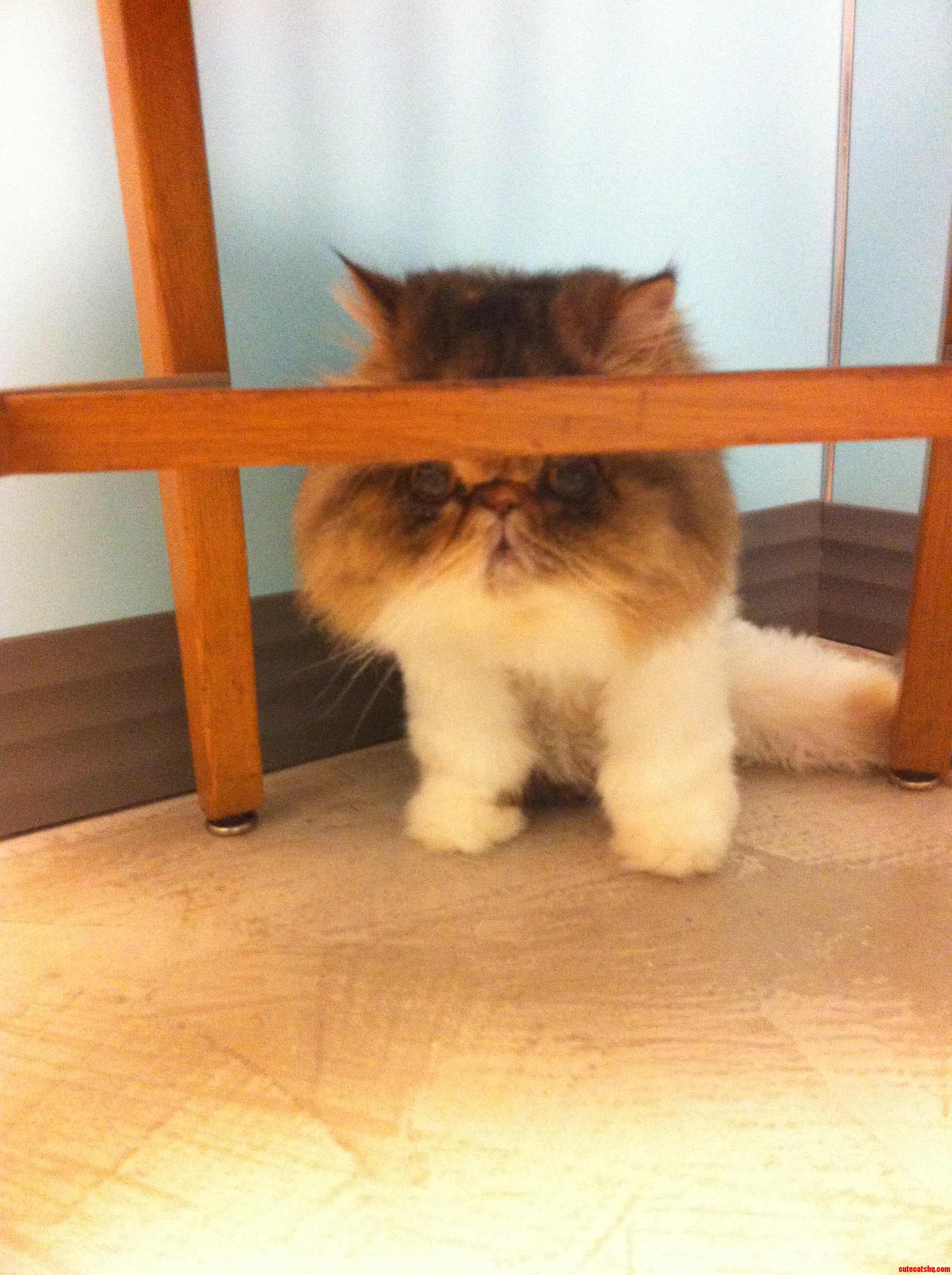 Hiding from the Vet...