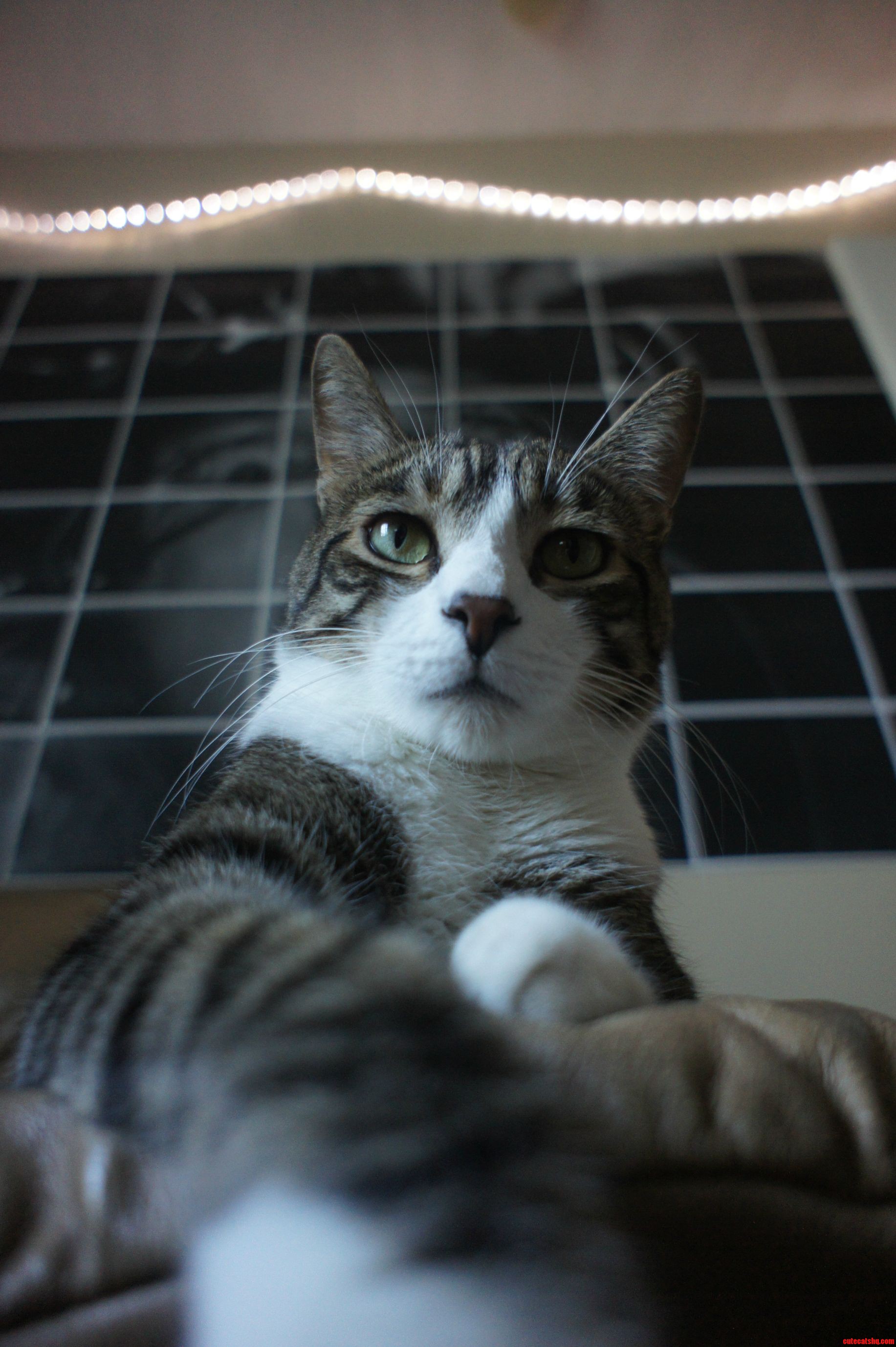 His Name Is Bola and He Likes to Pose