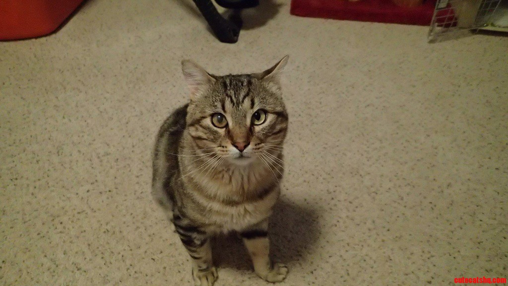 His Name Is Chipmunk
