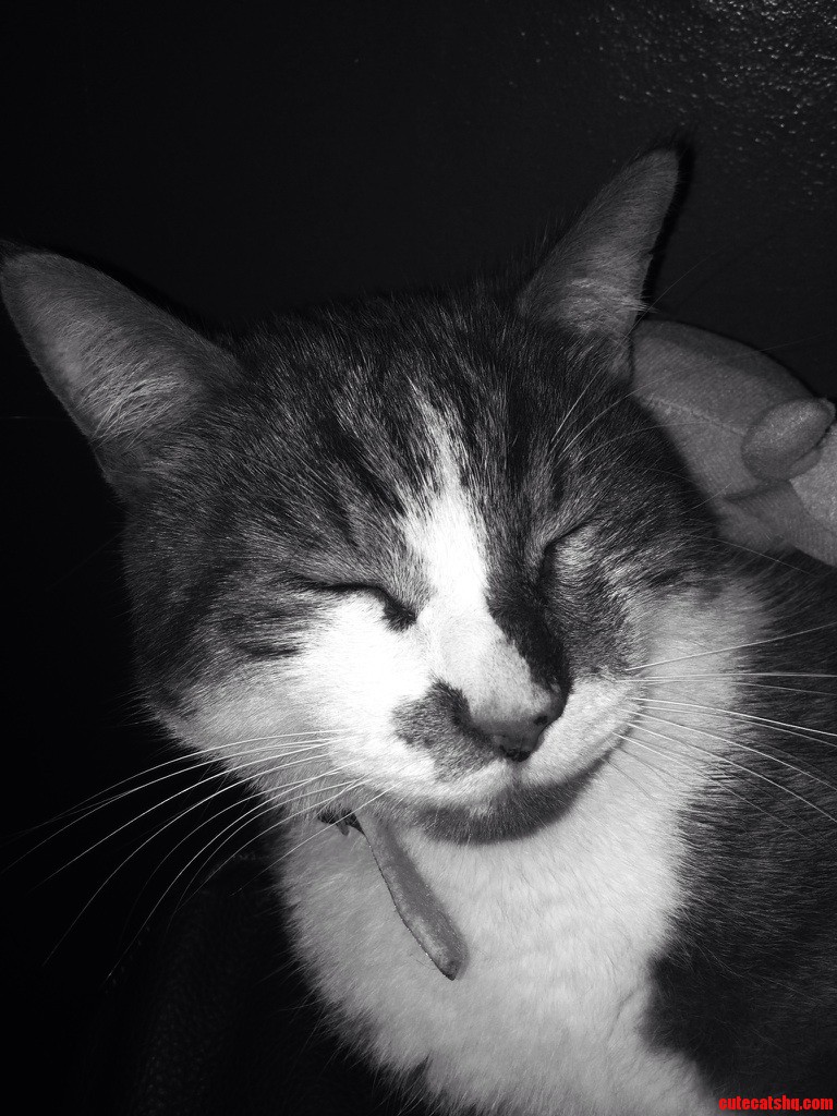 Honey Sleeping