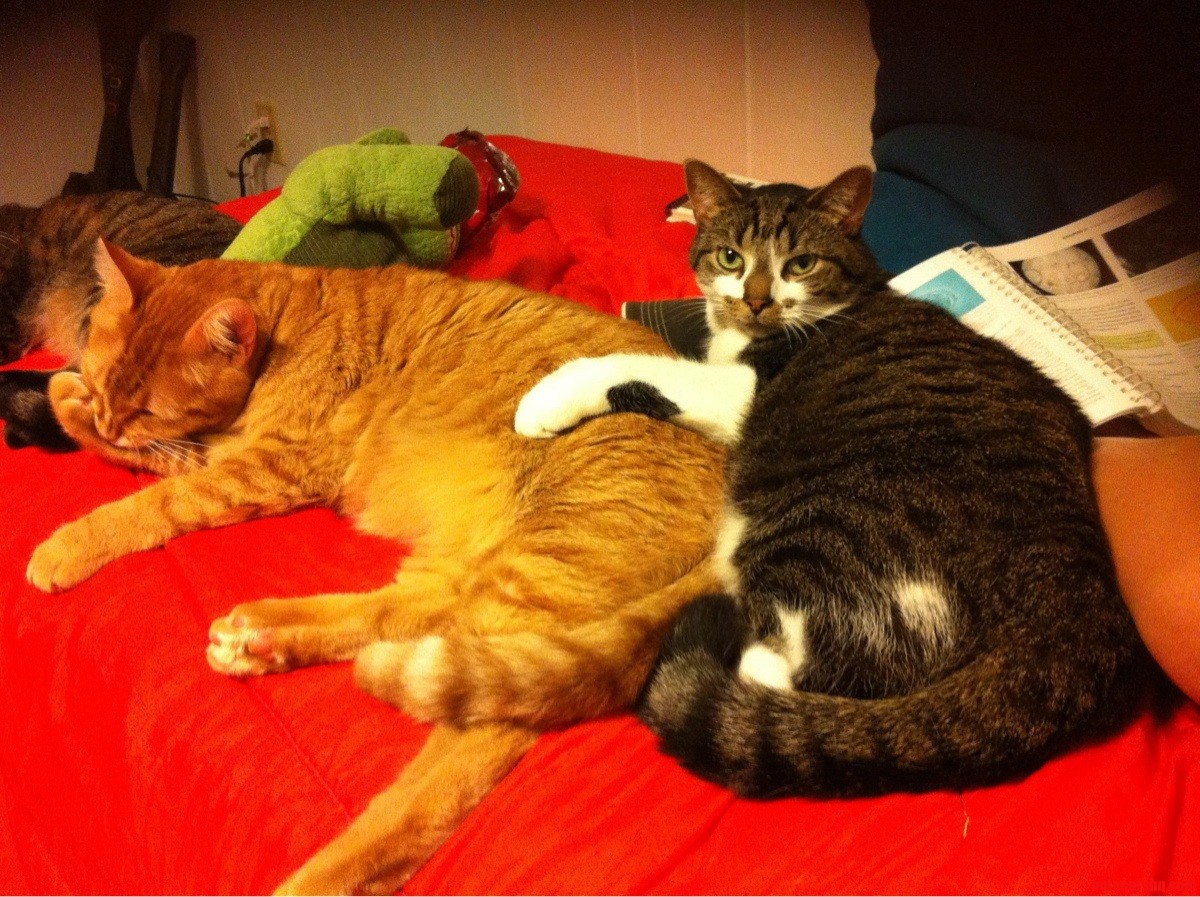 How Bros Snuggle.