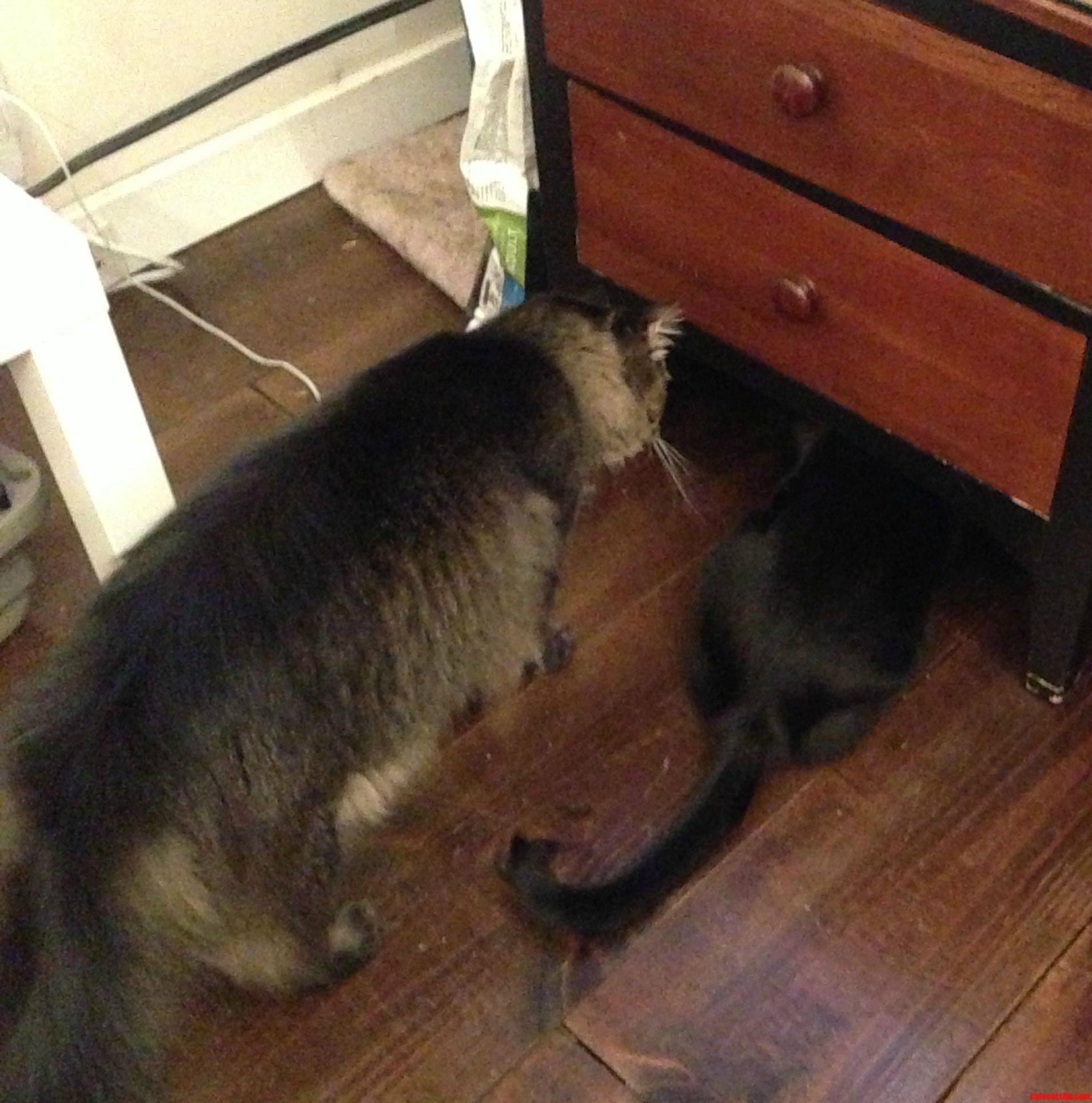 How Do I Keep the Fat Cat from Eating All the Food