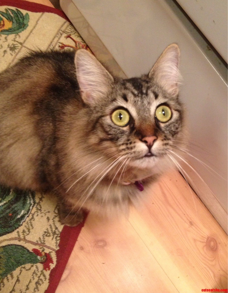 How I Know a Bug Got in the House...