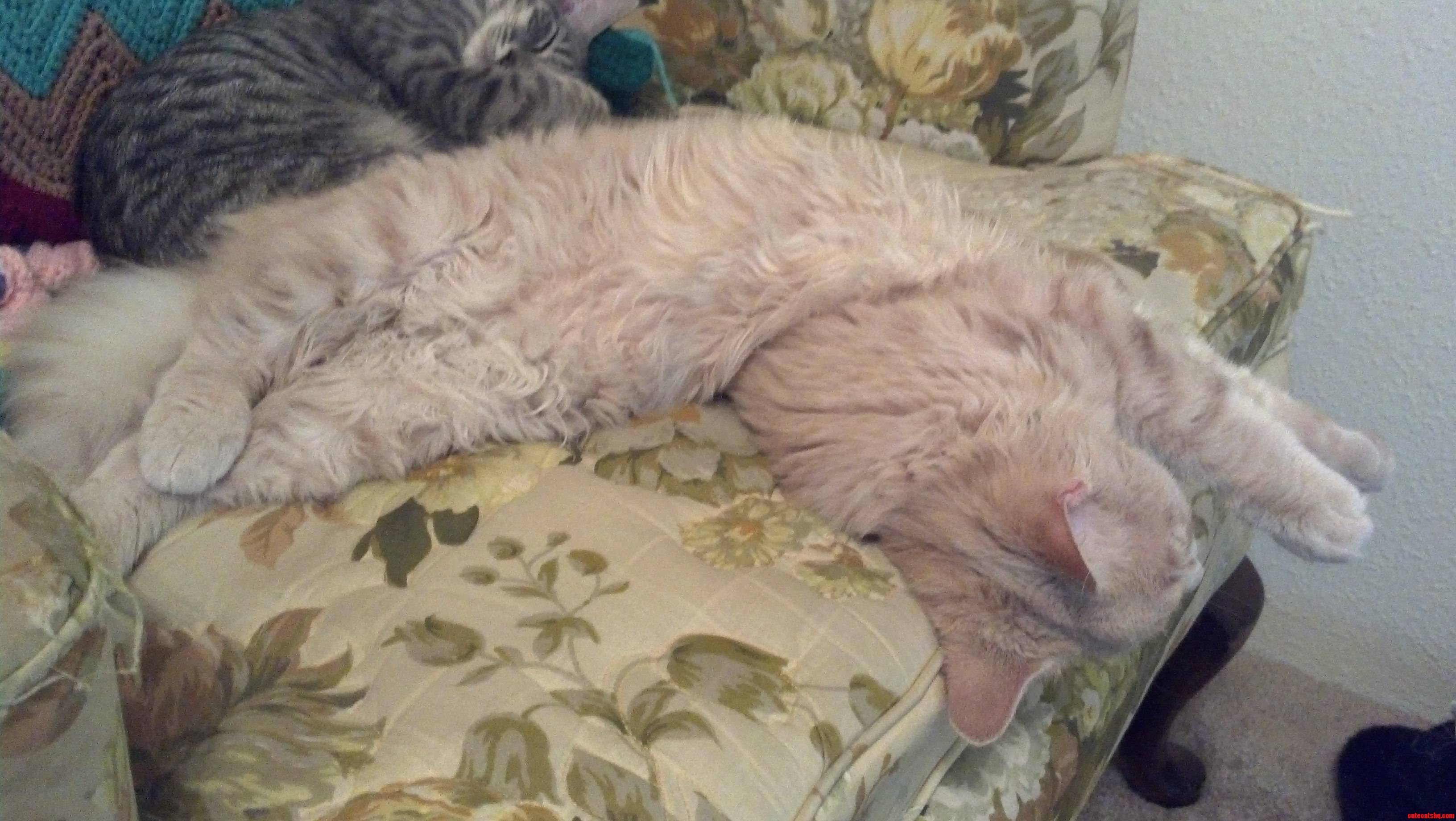 How Specter Prefers to Sleep.