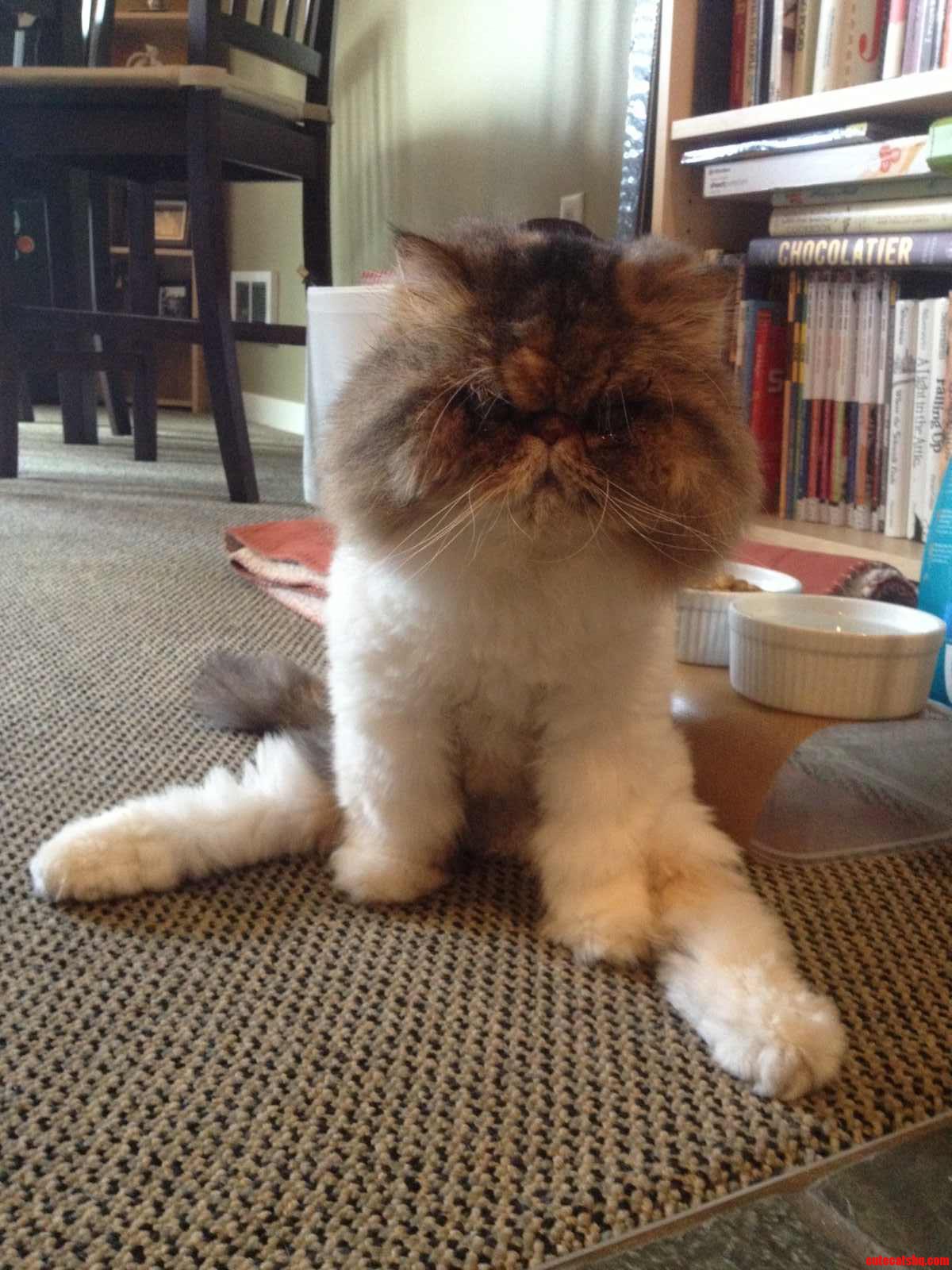 Hunny Cant Really Use Her Back Legs  but Shes Still Our Special Lady...