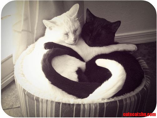 I Also Want a Black and White Cat Like This 3 So Adorable