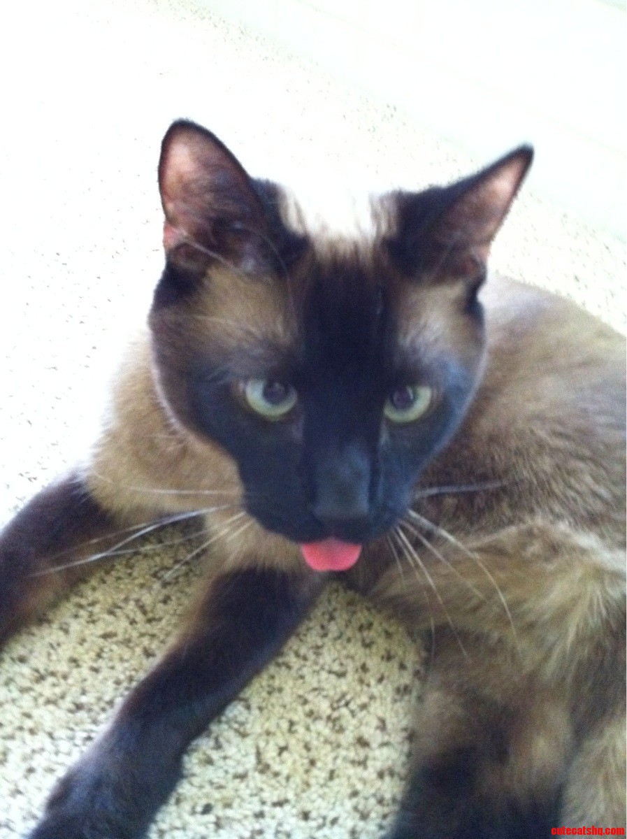 I Call It the Mega-tounge