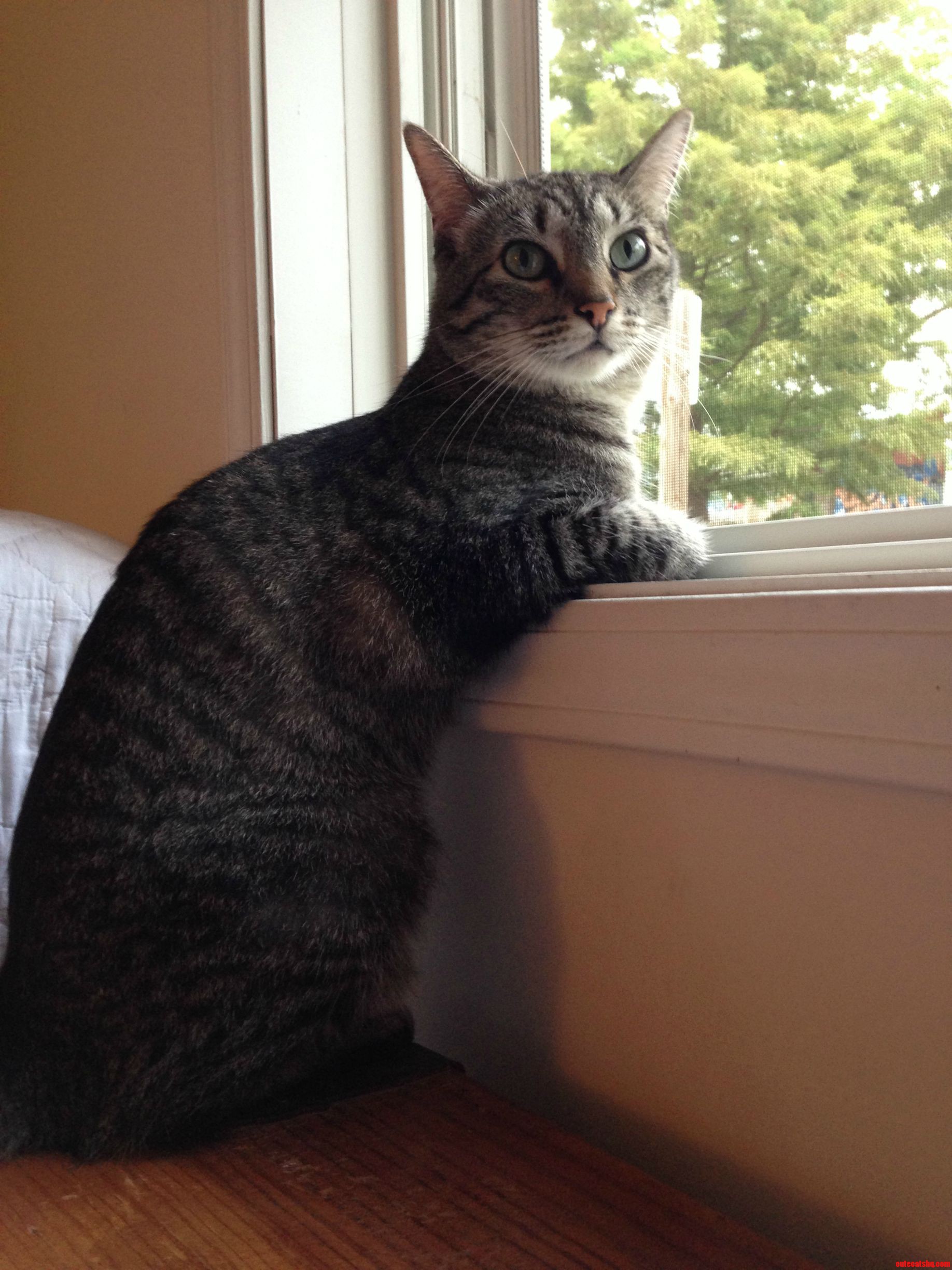 I Caught Wyatt Admiring the World.