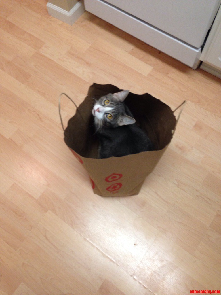 I Didnt Know Target Sold Cats...