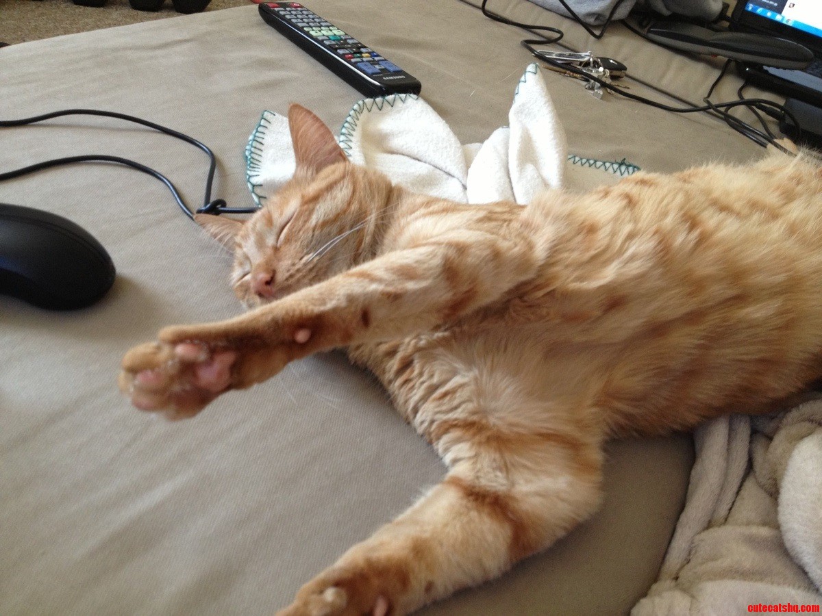I Dont Even Understand. He Laid Like This for 5 Straight Minutes...