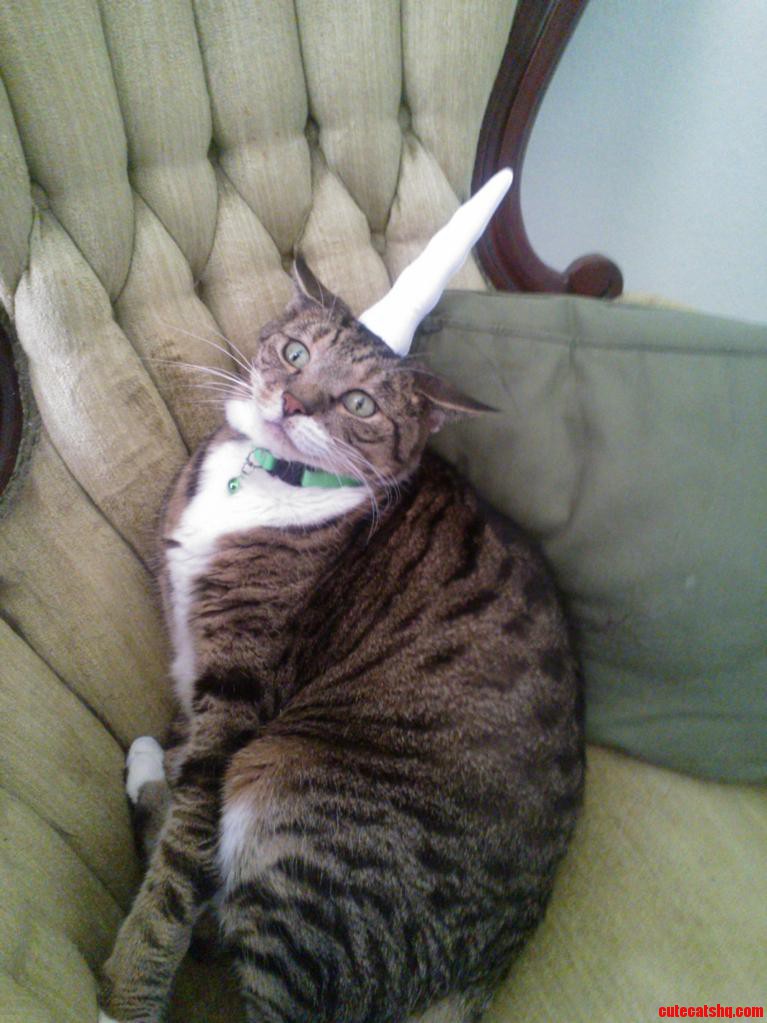 I Dont Think He Likes His New Hat Very Much.