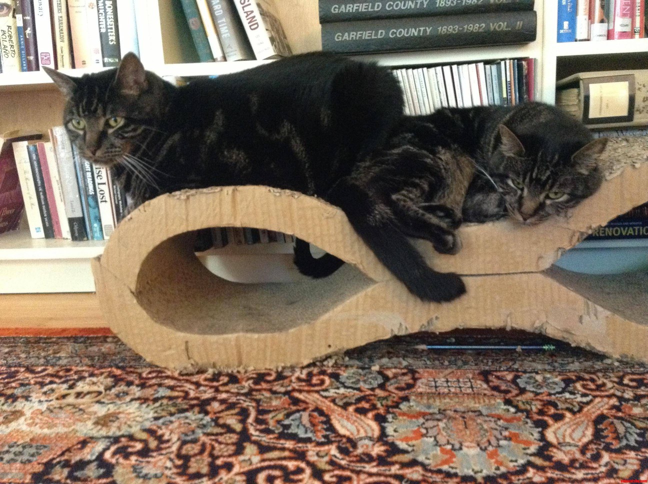 I Dont Think Shes Too Happy with Him Squishing Her...
