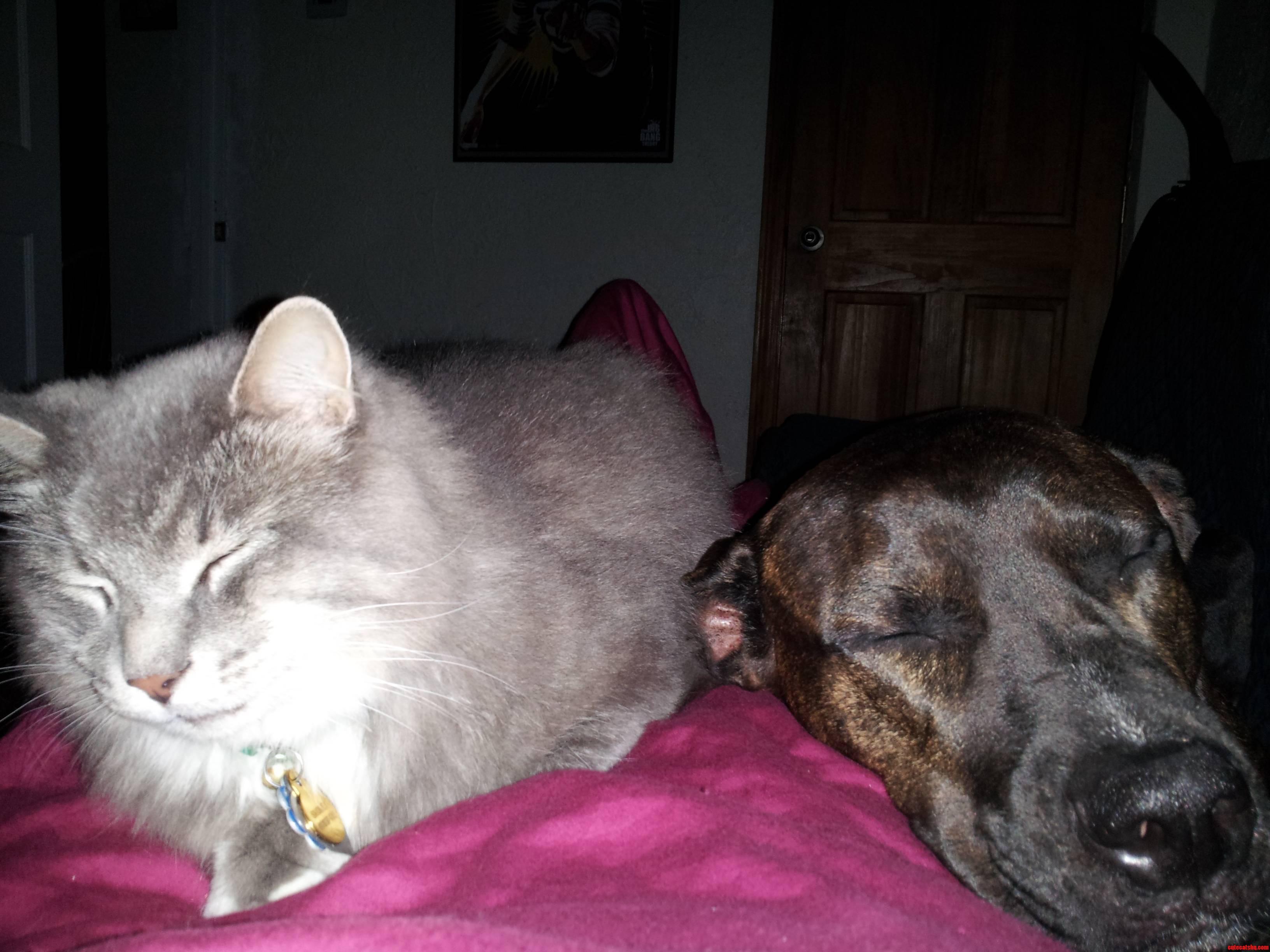 I Fall Asleep on My Couch Alone. Sneeky Bastards
