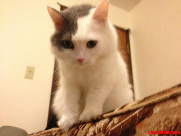 I Guess Its My Turn. Meet Polo My Fuzzy Little Trouble Maker.