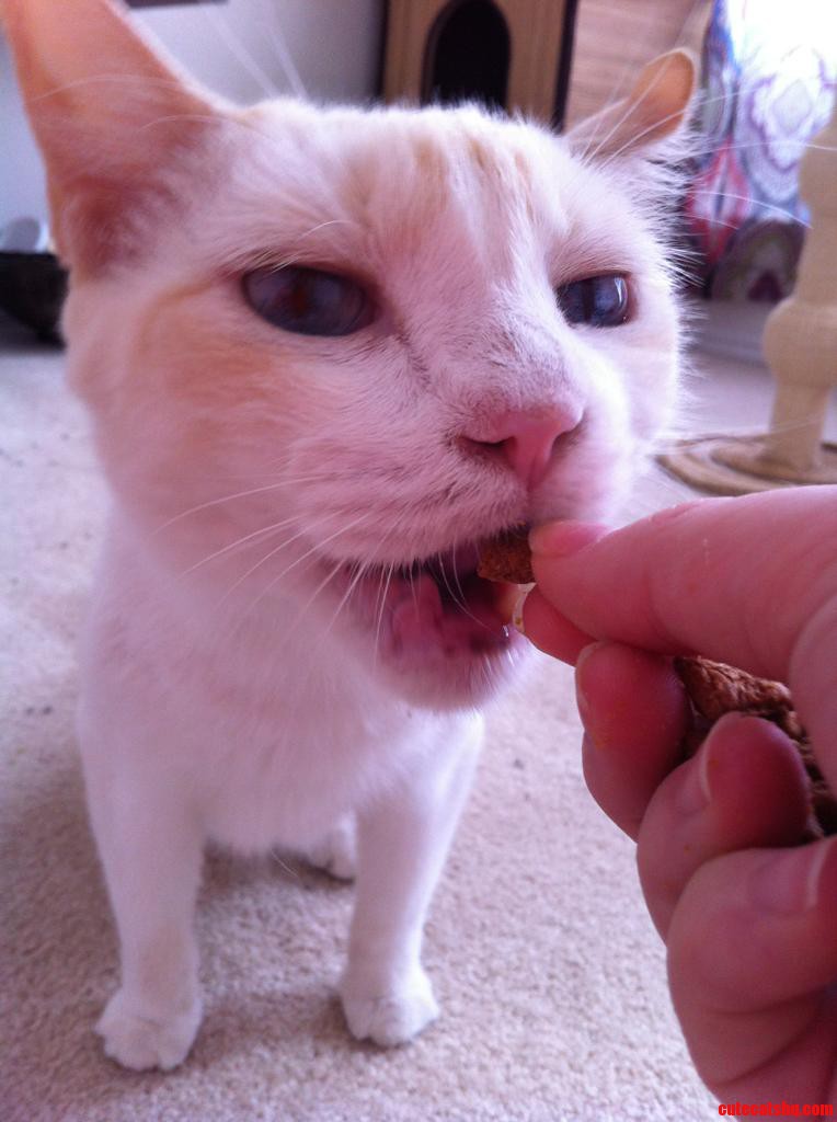 I Have a Particularly Difficult Elderly Foster Cat and This Is the Closest He Has Ever Come to Me in the 8 Months I Ve Had Him