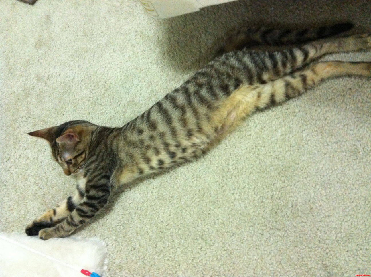 I Have Belly Spots Too