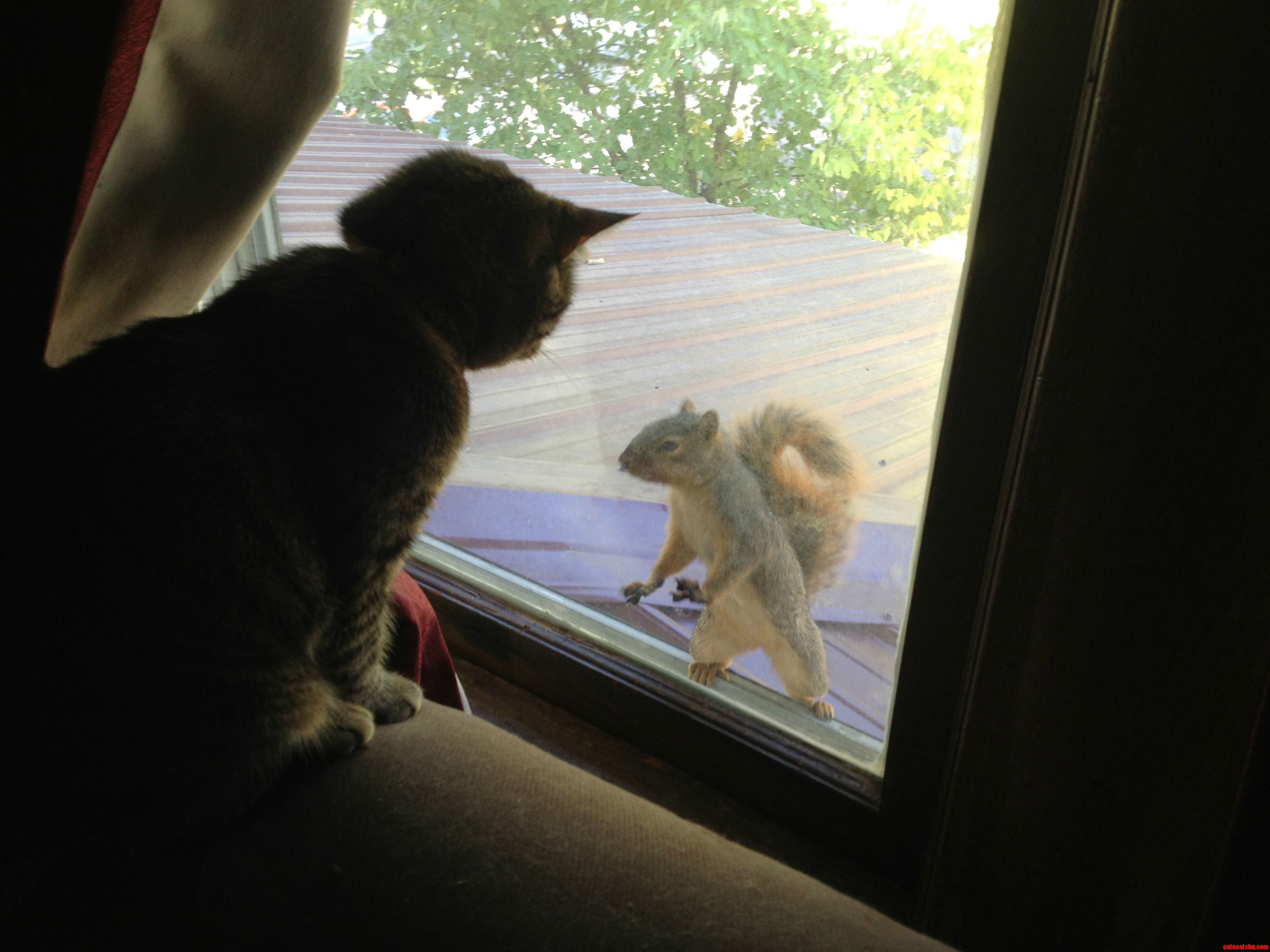 I Heard a Scratching at the Window So I Pulled Back the Curtain...