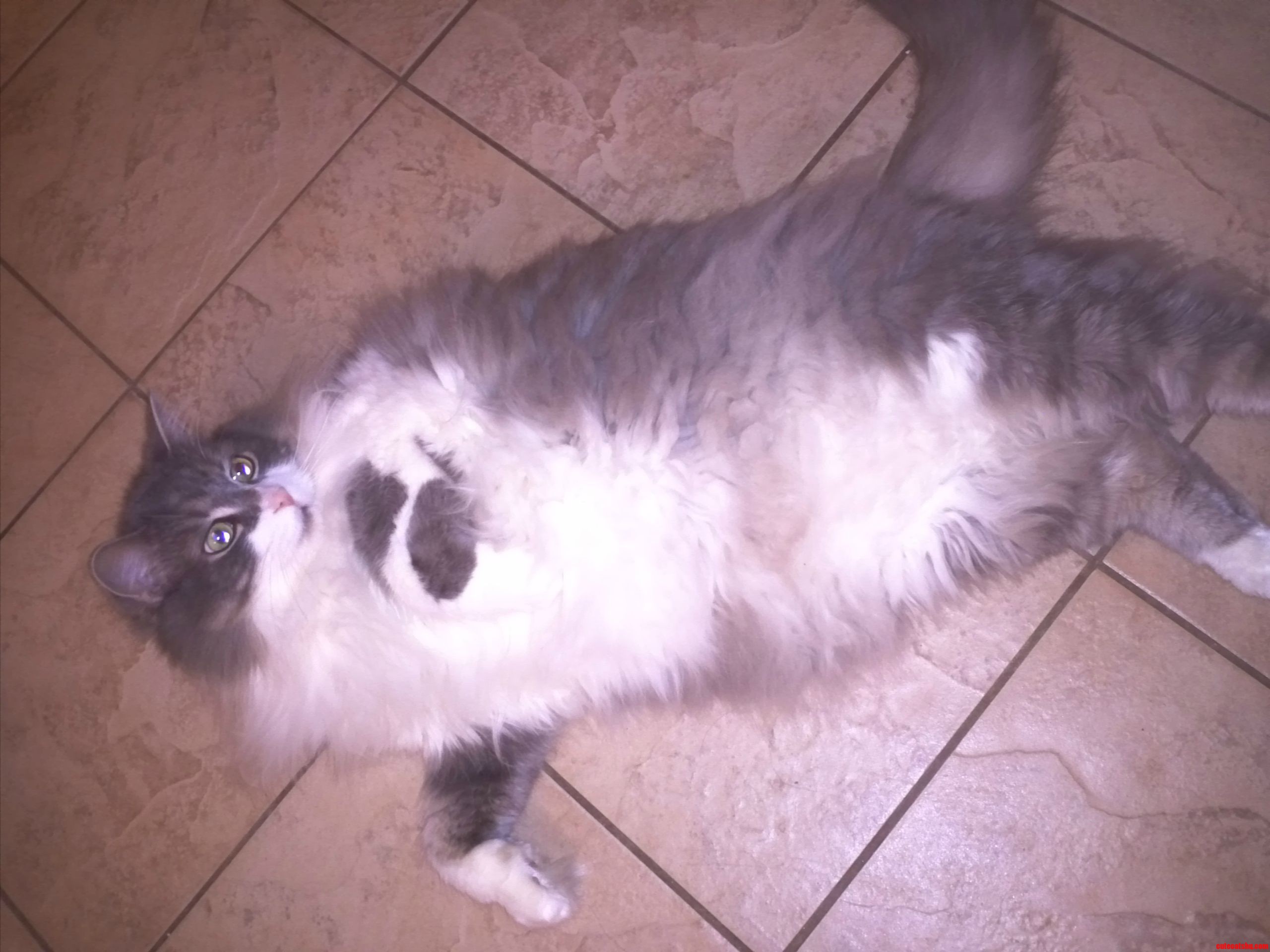 I Heard People Around Here Love Cats