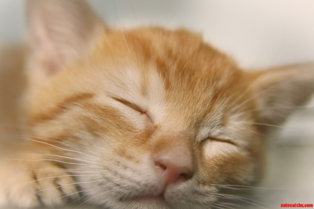 I Just Want to Rub My Face Up Against Her My Friend S Kitten.