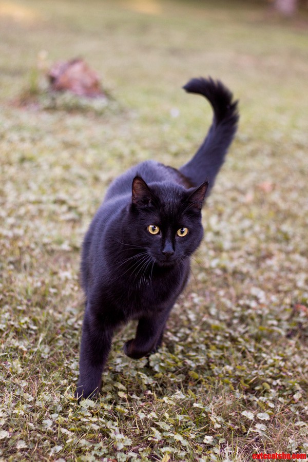 I Let Him Roam the Yard This Evening