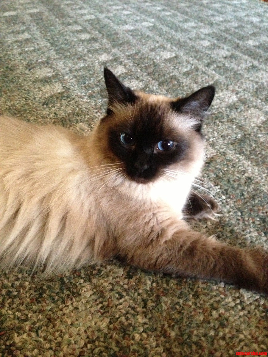 I Live My Dads Cat.