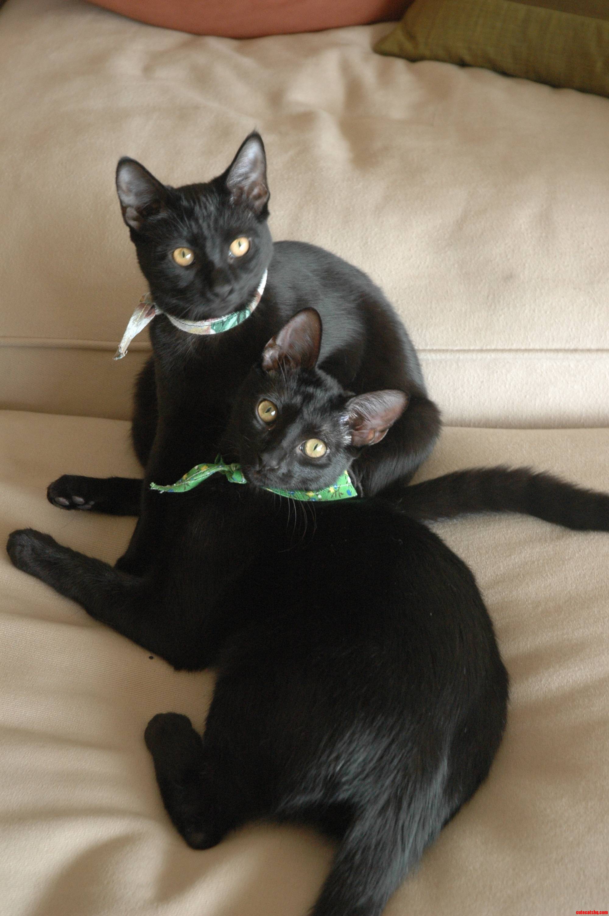 I M Not Saying All Black Cats Look Alike  but Sometimes I Need Some Help