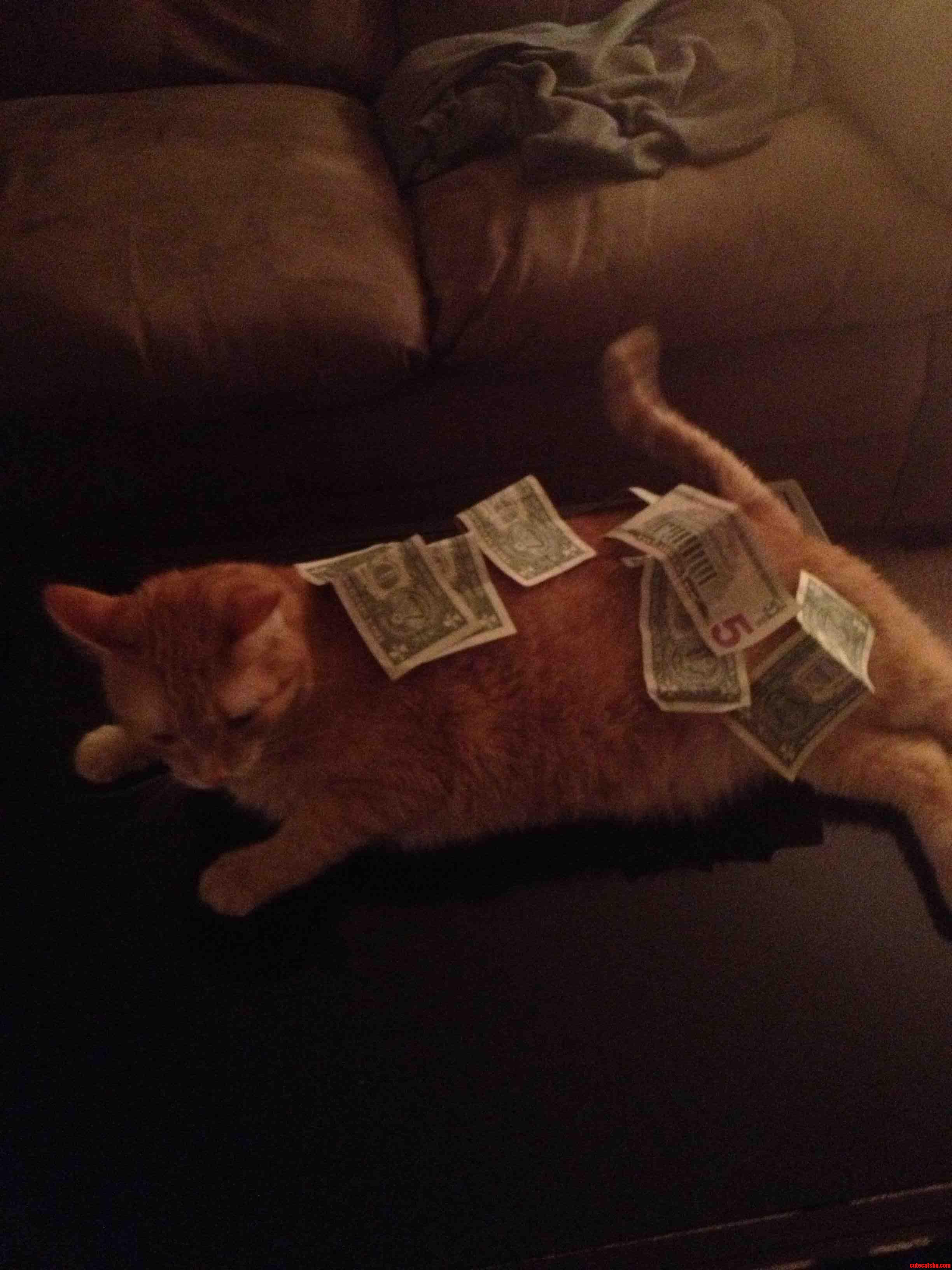 I Made It Rain on My Cat Unfortunetly He Did Not Strip for Me