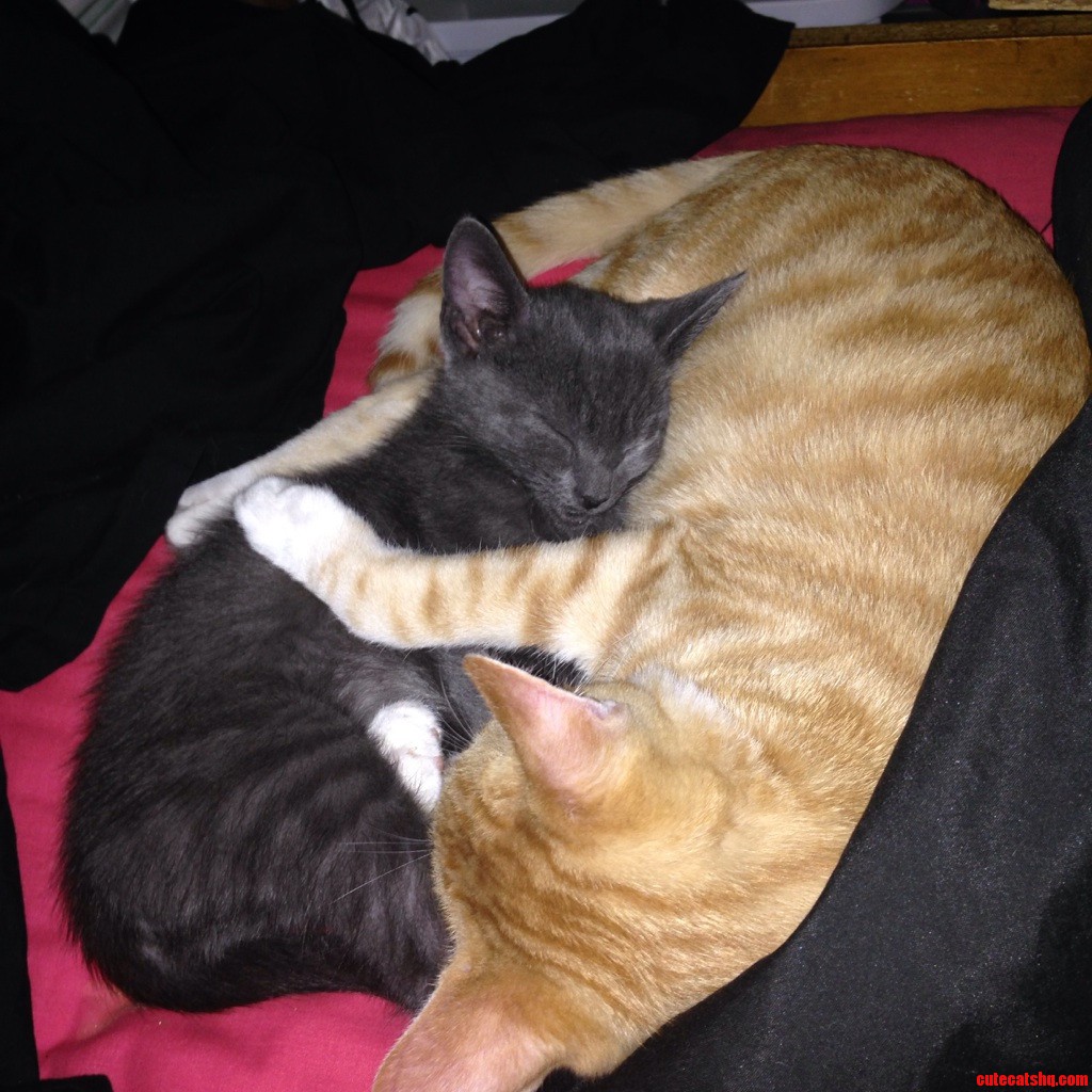 I Never Thought This Day Would Come. This Is the First Time I Ve Ever Caught Them Cuddling. I M Ecstatic