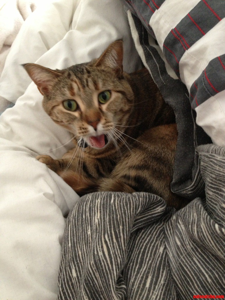 I Present to You... Spice.