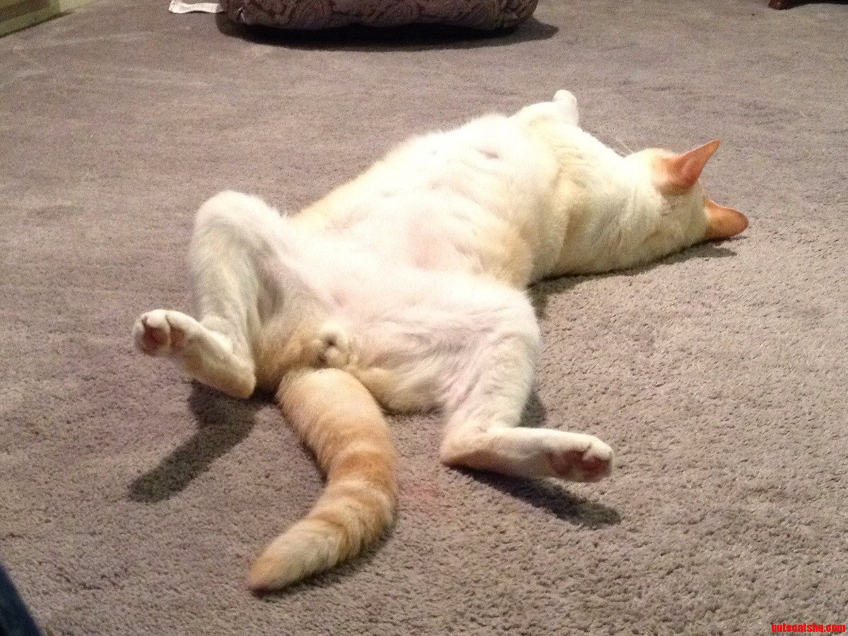 I Really Wish My Cat Would Just Be... Normal Sometimes.