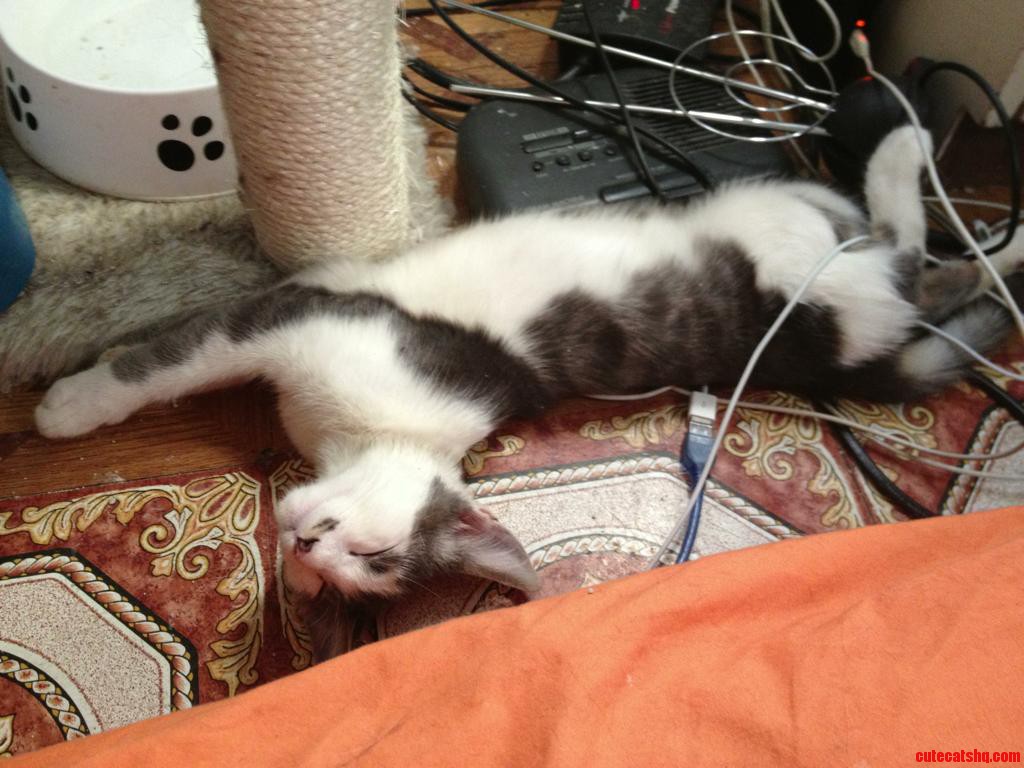 I Rescued a Kitten This Week. Here He Is Asleep in a Tangle of Wires.