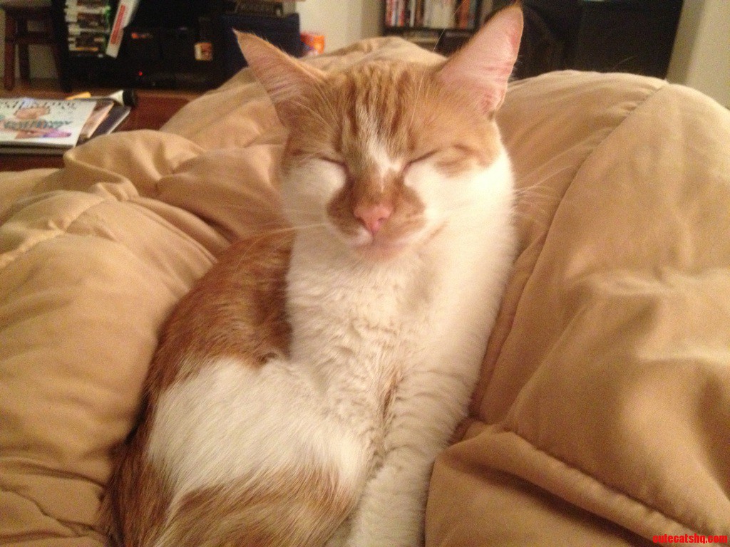 I See We Re Doing Happy Cats. Sleepy Synchro Is Always Happy