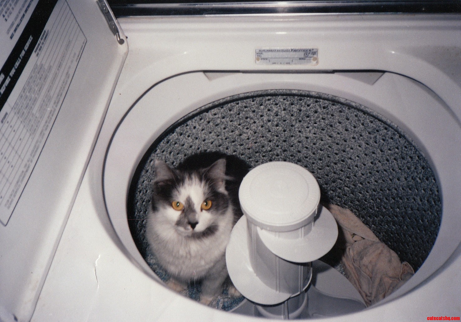 I Think in 23 Years Too Late with This Photo of My Kitty Hanging Out in the Washer.