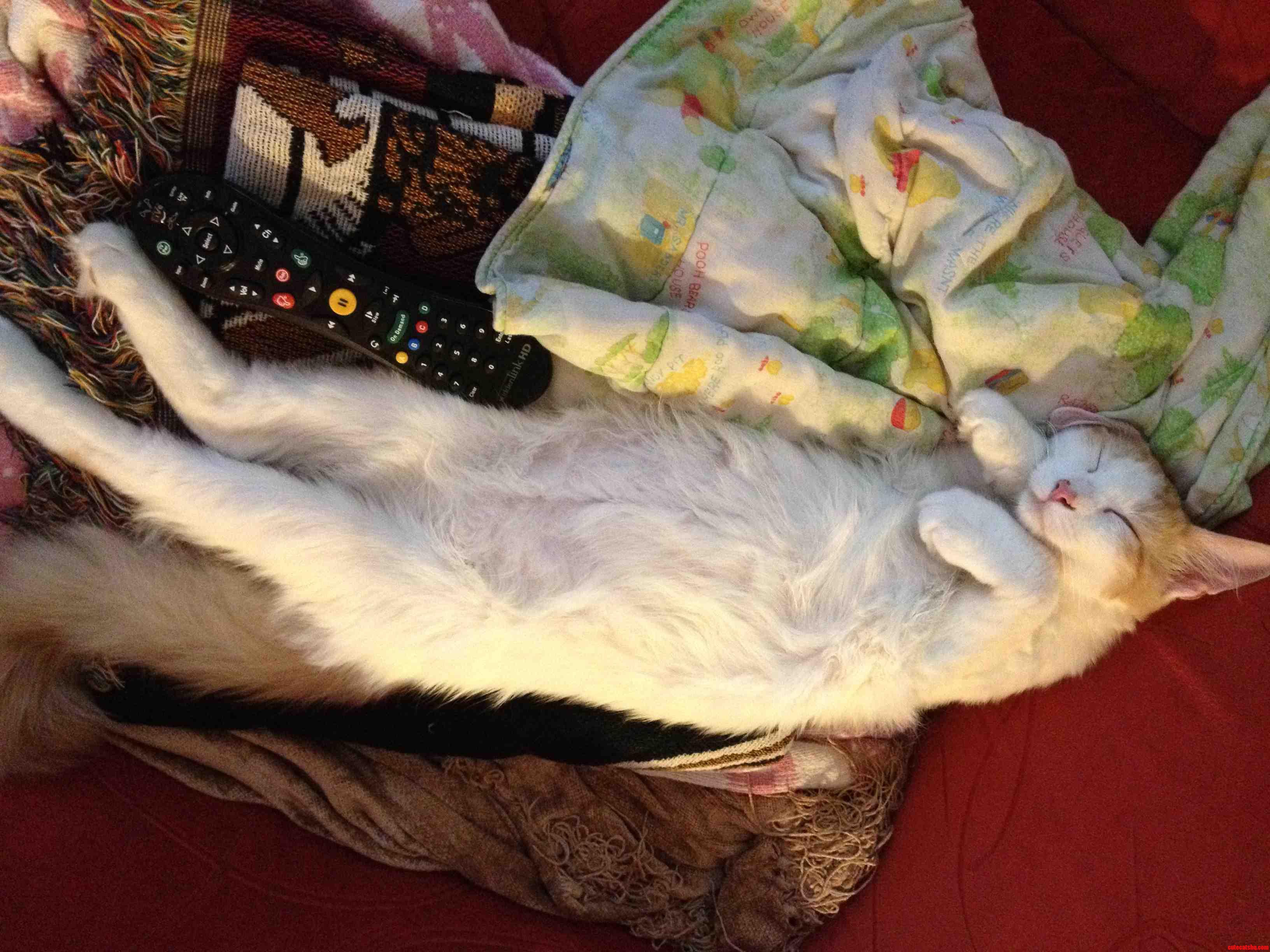 I Think the New Kitty Likes It Here