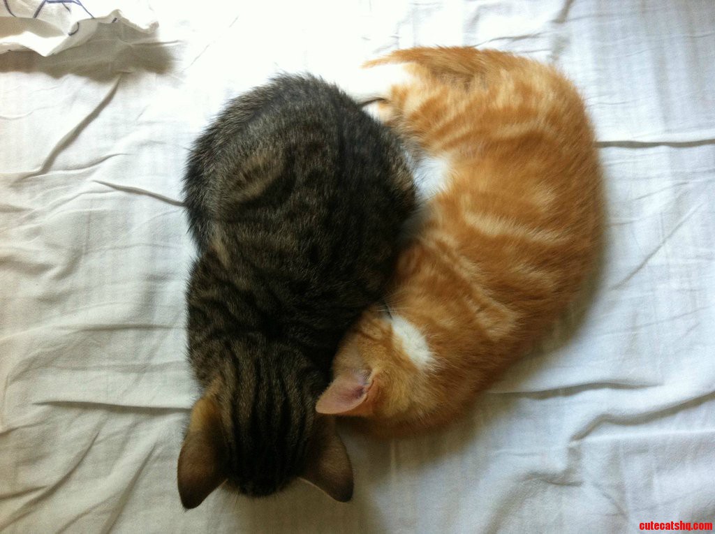 I Think These Two Brothers Like Each Other