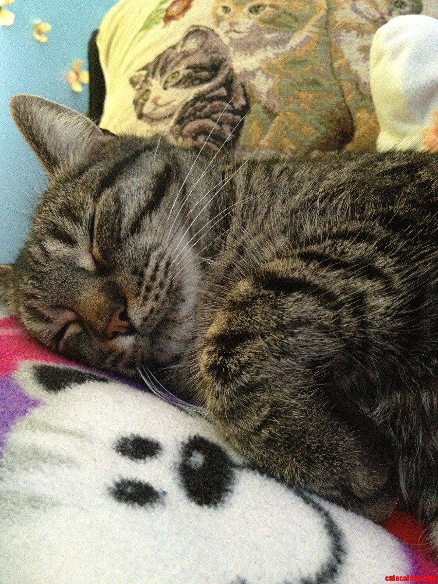 I Think This Is the Best Picture I Ve Ever Taken of My Cat