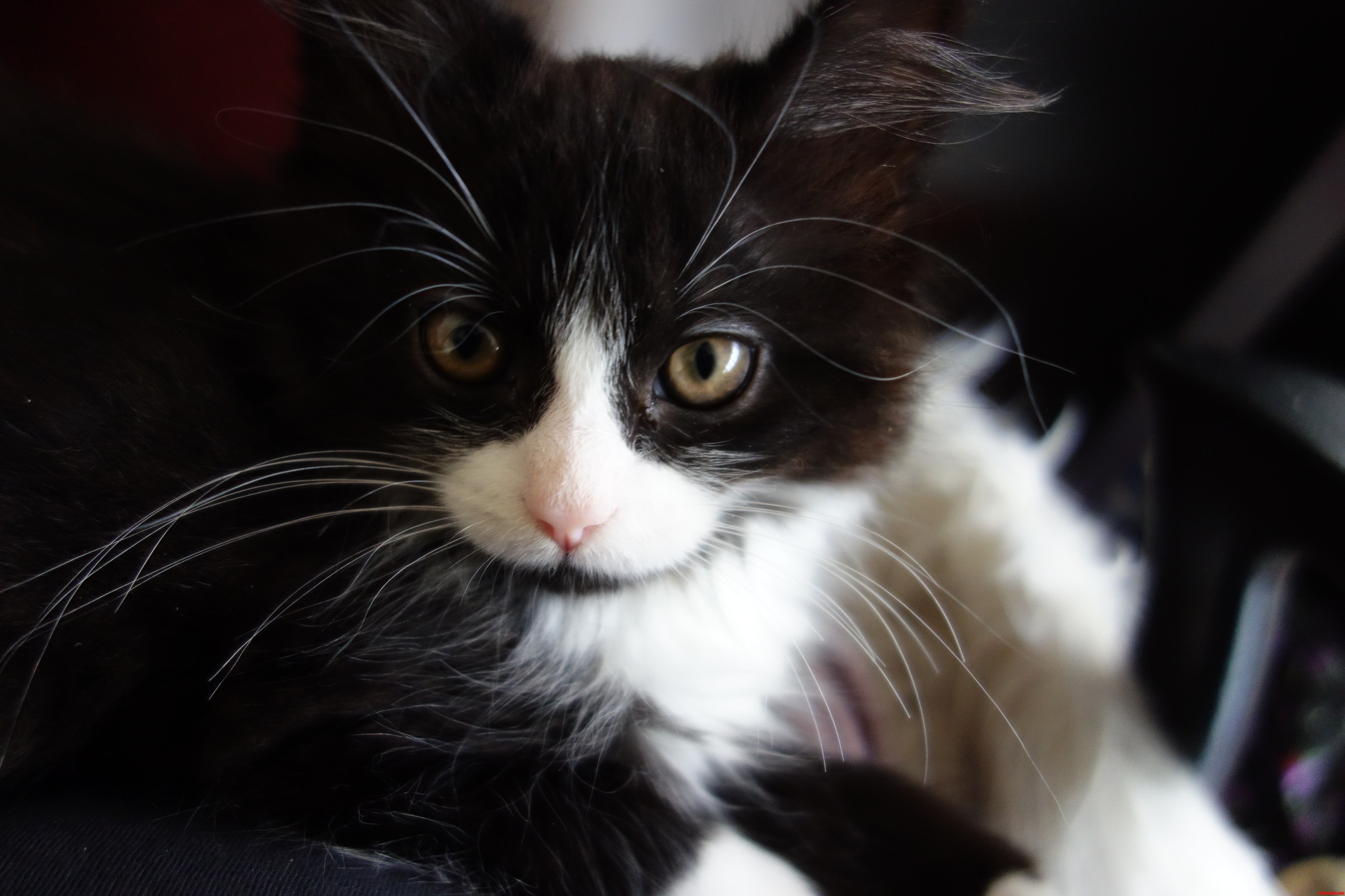 I Think We Should Re-name Max  Mrs Whiskers